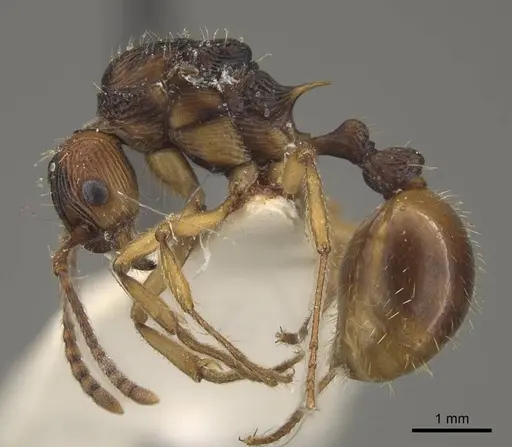 Myrmica draco specimen CASENT0917733 image casent0917733_4