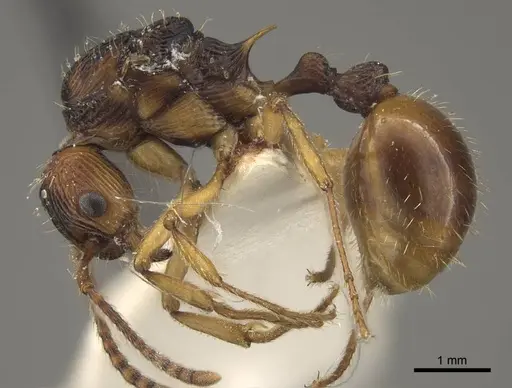 Myrmica draco specimen CASENT0917733 image casent0917733_5