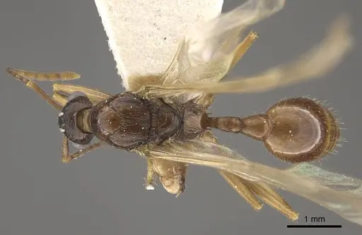 Myrmica draco specimen CASENT0917734 image casent0917734_1