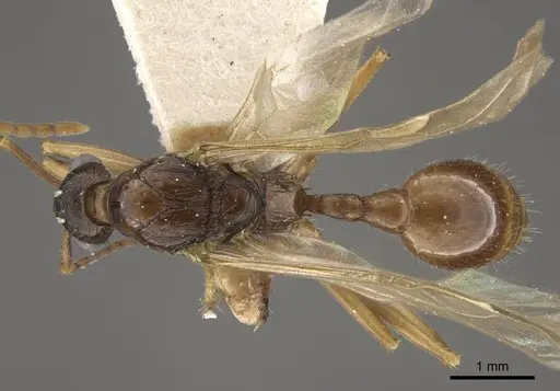 Myrmica draco specimen CASENT0917734 image casent0917734_2