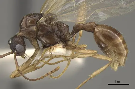 Myrmica draco specimen CASENT0917734 image casent0917734_5