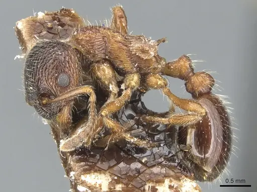 Myrmica dshungarica specimen CASENT0904093 image casent0904093_3