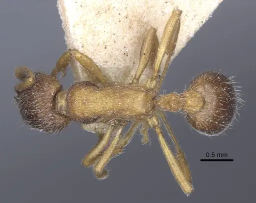 Myrmica dshungarica specimen CASENT0916903 image casent0916903_1