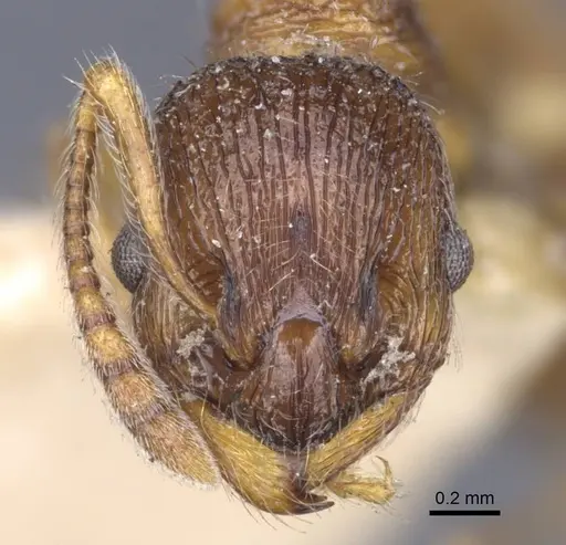 Myrmica dshungarica specimen CASENT0916903 image casent0916903_2