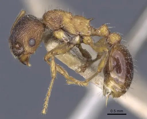 Myrmica dshungarica specimen CASENT0916903 image casent0916903_3