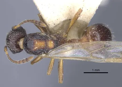 Myrmica dshungarica specimen CASENT0916905 image casent0916905_1