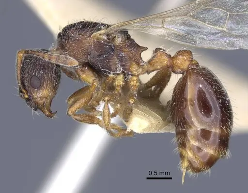 Myrmica dshungarica specimen CASENT0916905 image casent0916905_3