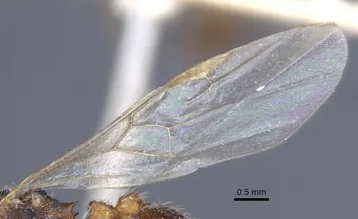 Myrmica dshungarica specimen CASENT0916905 image casent0916905_4