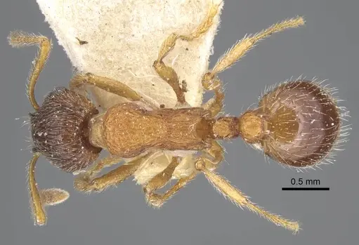 Myrmica dshungarica specimen CASENT0917042 image casent0917042_1