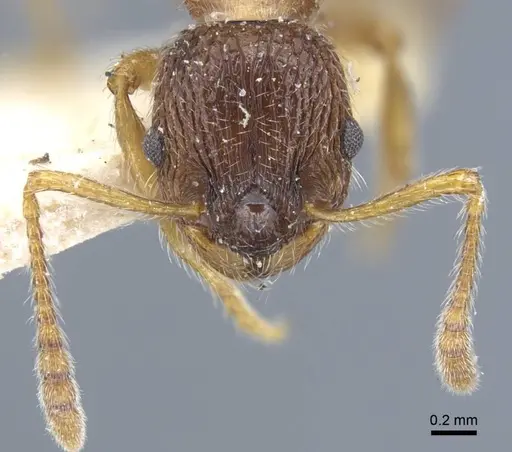Myrmica dshungarica specimen CASENT0917042 image casent0917042_3