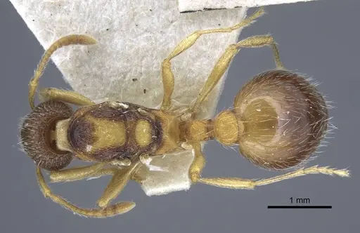 Myrmica dshungarica specimen CASENT0917043 image casent0917043_1