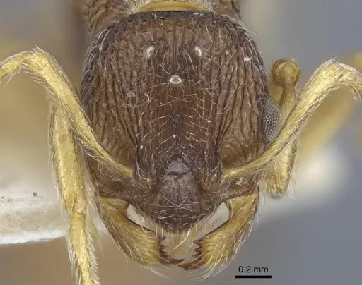 Myrmica dshungarica specimen CASENT0917043 image casent0917043_2
