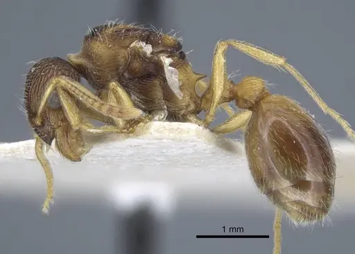 Myrmica dshungarica specimen CASENT0917043 image casent0917043_3