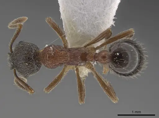 Myrmica dshungarica specimen CSU image csu_ent0074844_1