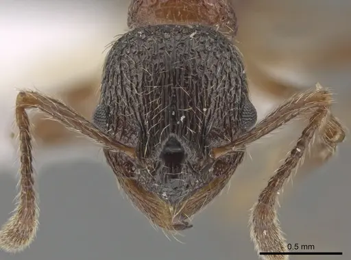 Myrmica dshungarica specimen CSU image csu_ent0074844_2