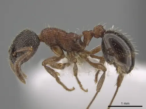 Myrmica dshungarica specimen CSU image csu_ent0074844_3