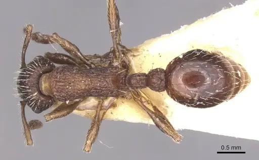 Myrmica eidmanni specimen CASENT0913080 image casent0913080_1