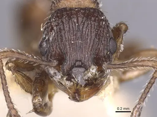 Myrmica eidmanni specimen CASENT0913080 image casent0913080_2
