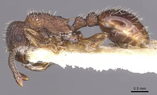 Myrmica eidmanni specimen CASENT0913080 image casent0913080_3
