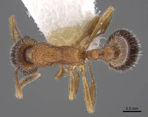 Myrmica elbrusi specimen CASENT0917494 image casent0917494_1