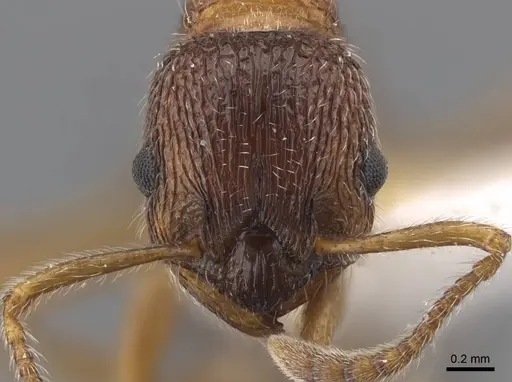 Myrmica elbrusi specimen CASENT0917494 image casent0917494_2