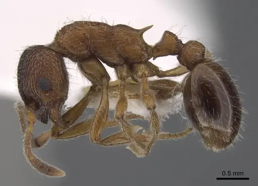 Myrmica elbrusi specimen CASENT0917494 image casent0917494_4