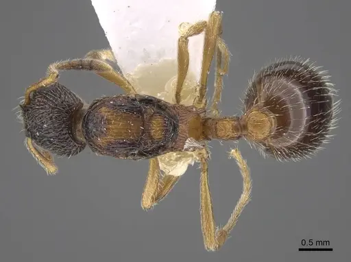Myrmica elbrusi specimen CASENT0917495 image casent0917495_1