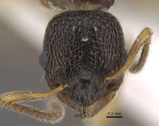 Myrmica elbrusi specimen CASENT0917495 image casent0917495_2