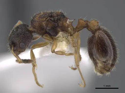 Myrmica elbrusi specimen CASENT0917495 image casent0917495_4