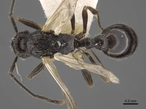 Myrmica elbrusi specimen CASENT0917496 image casent0917496_1