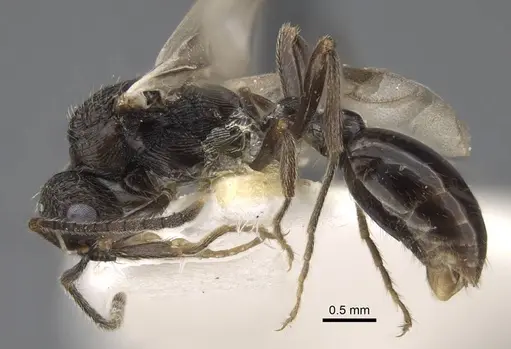 Myrmica elbrusi specimen CASENT0917496 image casent0917496_4