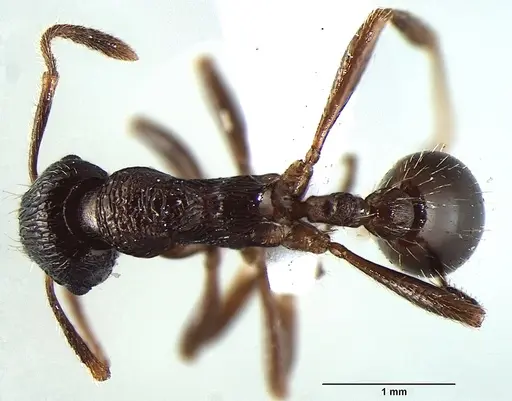 Myrmica elmesi specimen ANTWEB1008040 image antweb1008040_1