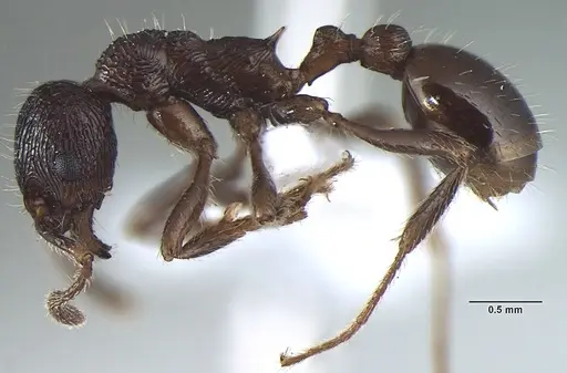Myrmica elmesi specimen ANTWEB1008040 image antweb1008040_3