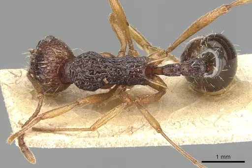 Myrmica emeryi specimen CASENT0904099 image casent0904099_1