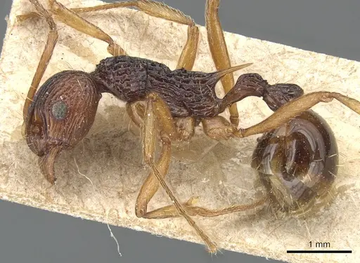 Myrmica emeryi specimen CASENT0904099 image casent0904099_3