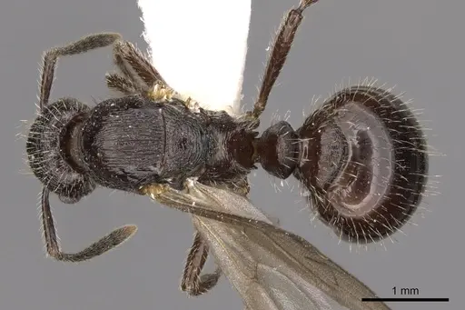 Myrmica ereptrix specimen CASENT0900296 image casent0900296_1