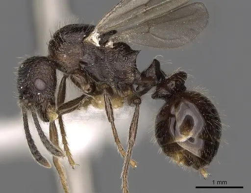 Myrmica ereptrix specimen CASENT0900296 image casent0900296_3