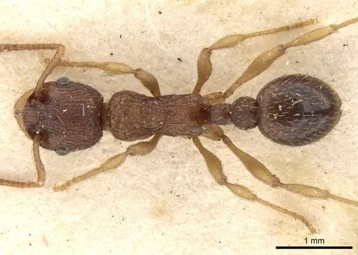 Myrmica excelsa specimen CASENT0280825 image casent0280825_1
