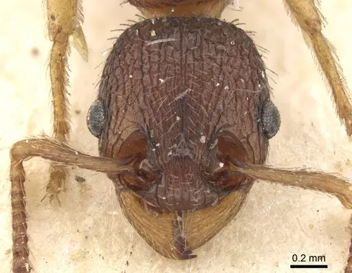 Myrmica excelsa specimen CASENT0280825 image casent0280825_2