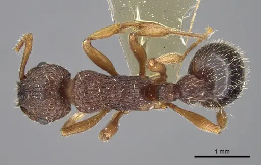 Myrmica excelsa specimen CASENT0917526 image casent0917526_1