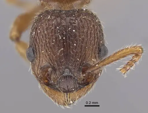 Myrmica excelsa specimen CASENT0917526 image casent0917526_2