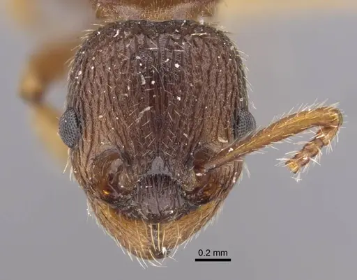 Myrmica excelsa specimen CASENT0917526 image casent0917526_3