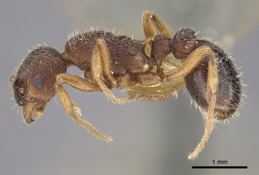Myrmica excelsa specimen CASENT0917526 image casent0917526_4