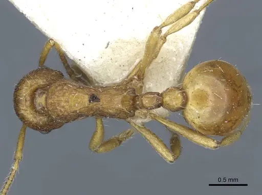 Myrmica ferganensis specimen CASENT0916900 image casent0916900_1