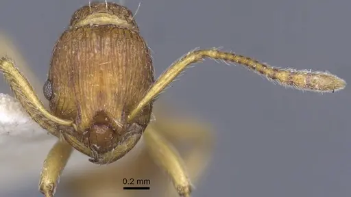 Myrmica ferganensis specimen CASENT0916900 image casent0916900_3
