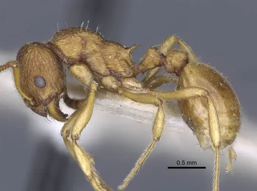 Myrmica ferganensis specimen CASENT0916900 image casent0916900_4
