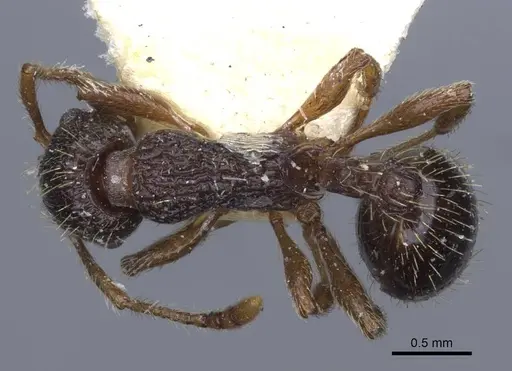 Myrmica forcipata specimen CASENT0916894 image casent0916894_1