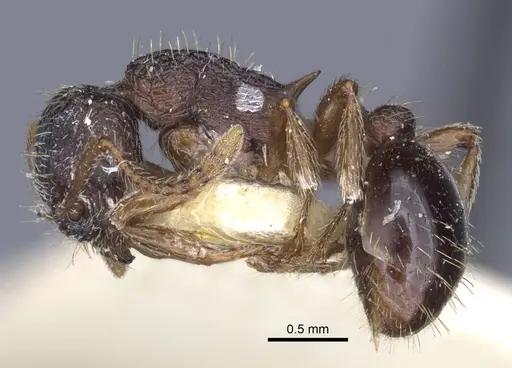 Myrmica forcipata specimen CASENT0916894 image casent0916894_3