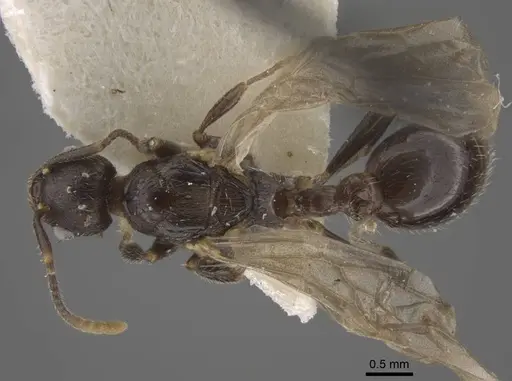 Myrmica forcipata specimen CASENT0917519 image casent0917519_1