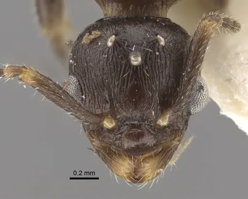 Myrmica forcipata specimen CASENT0917519 image casent0917519_2